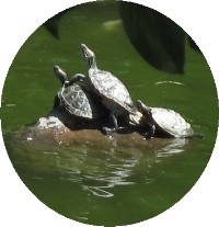 3 turtles